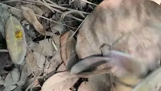 #banded kukri🐍#non-venomous#save animals#🙏