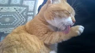 Cat Grooming and Purring in Owner's Lap