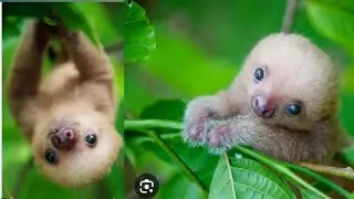 baby sloth  being sloth|| very beautiful moments # sloth # viral videos # sound effects