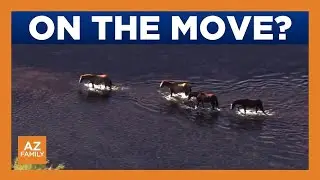 Scottsdale mayor looking to relocate dozens of Salt River Horses