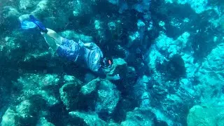 Exploring Dames Cave and Diving in Crystal River Florida with plenty of manatees and fish 