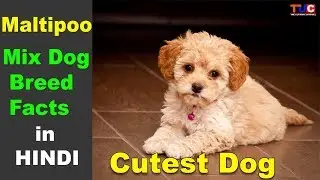 Maltipoo Dog Facts in Hindi : Cutest Dog : The Ultimate Channel
