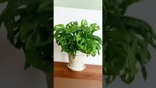 💚 Broken Heart Plant Decor | Unique Indoor Plant Ideas 🌿#shorts#indoorplants#monstera#garden#viral