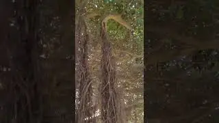 Big Ficus tree with lot of aerial roots, something for Ficus lovers
