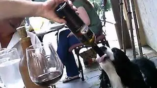 Proof that DOGS LOVE WINE!!!