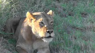 Female Lion Calling For Male To Mate At Ulusaba
