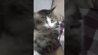 Melekleri görmek istiyorsanız hayvanlara bakın. Ş.Tebrizi