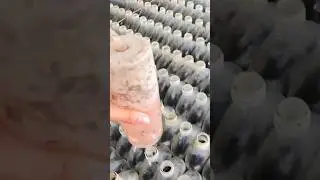 Betta Fish Farming in Thailand &ndash; Unique Glass Bottle Setup! 👀
