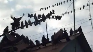 DSCF1958