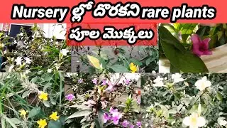 నర్సరీలో దొరకని పాత కాలపు flower plants#rare plants#seasonal flowering plants @lovethegarden.kumari