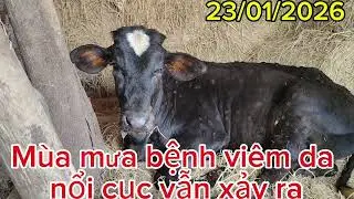 Đừng tắm rửa cho bò, khi đang bị bệnh