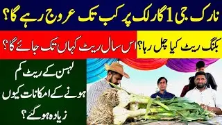 G1 garlic 2023, narc g1 garlic seed rate, جی ون لہسن