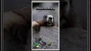 Jonathan #memes #marmota