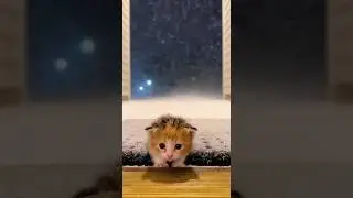 Tiny Kitten Rescued in Snow ❄️🐾&rdquo;#kittenrescue#straycat#catlovers#heartwarming #catrescue#doorbellcat