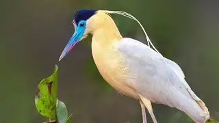 Bird Song Symphony in 8K: Backyard to Rainforest | Birdwatching with 8K Ultra HD #birds 