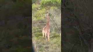 Tall Tastes: Giraffes Dining in the Wild with Lions, Elephants, Zebra #dji #lion #giraffe