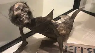 Real Fiji Mermaid?! Strange & Creepy Oddities! 🧜&zwj;♀️👁️ #shortvideo #museum