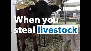 FARM CRIME - LIVESTOCK THEFT