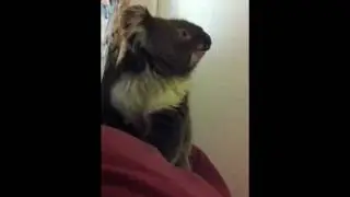 Koala Bear in my house!
