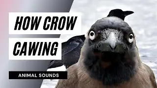 The Animal Sounds: Crow Cawing /  Sound Effect / Animation