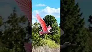 Inspirational birds of flight in Florida. #florida #flight #birds #sky #photography