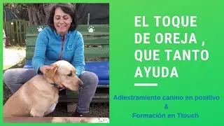 &iquest;Para qu&eacute; sirve el  TOQUE DE OREJA de TTouch  en LOS PERROS y otros animales ?