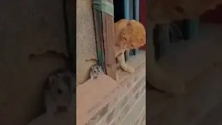 Spider man helping mouse and cat      #spiderman #pets #cat #mouse #shorts