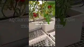 AQUAHYD Hydroponic training Center Delhi #viral #shorts #hydroponics #soillessfarming #farming