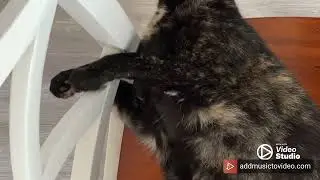 Cat Therapy : Rambunctious Cats