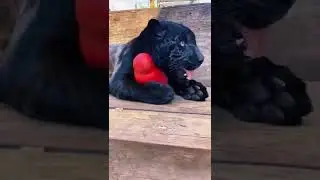 Black Jaguar Reacts To Catnip! AMAZING