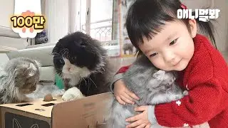 Как трехлетний мальчик-дворецкий останавливает драку кошек
