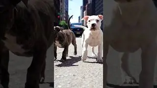 Staffy Pups Bust a Move