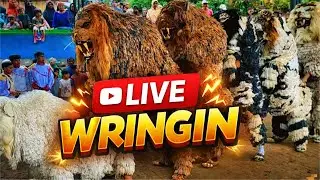 🔥 ATRAKSI EKSTREM CAN MACANAN SINGO RAUNG 🔥 Numpak Macan di Live Wringin ‼️