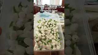 How to cut the tissue paper for your Sampaguita Flower buds decoration. Gayak para sa karosa.