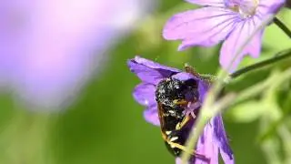 Blattwespe Tenthredo koehleri