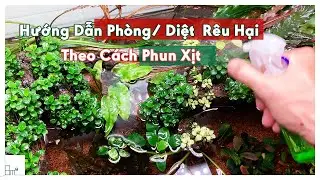 Xịt Phun Sương Diệt Rêu Hại Hồ Thủy Sinh - Hướng Dẫn Cách Làm - 8m2