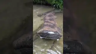 This is a Chinese giant salamander the largest salamander in the world