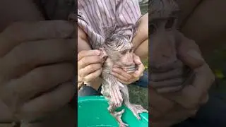 Baby monkey Susu sits obediently waiting for his mother to bathe him.😊