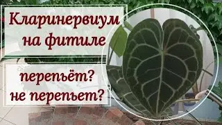 Антуриум кларинервиум на фитиле .