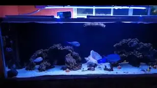 Acuario marino 650 litros solo peces increibleee😱😱 hace 1 año y ahora. miguel estado de mexico