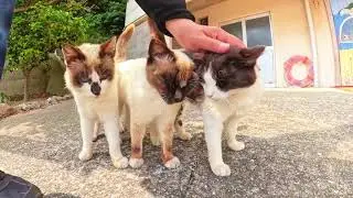 Cute Pet Cats: Heartwarming and Adorable Moments Together