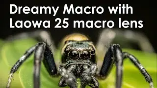 Laowa 25 mm macro lens -- Performance review