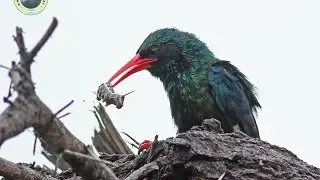 ABUBILLA ARB&Oacute;REA VERDE  (Phoeniculus purpureus)