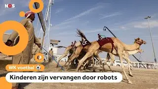 Kamelenraces zijn populaire traditie in Qatar