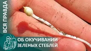 🌿 Вся #правда об окучивании картофеля: столоны и корни на зеленых стеблях | Как растет #картошка