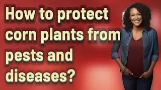 How to protect corn plants from pests and diseases?