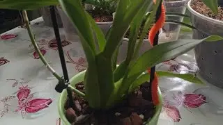 Нова брасія до колекції 🏵️ Зимові нюанси 😉  пересадка з заміною грунту 🌱🧡