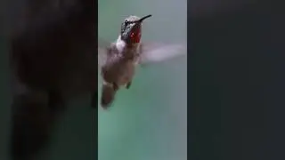 What If Animals See A Completely Different Reality?