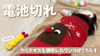 幸せな電池切れで、夢の世界へ入る犬が可愛い🥰【ボーダーコリーのモナ】🎄クリスマス！🎅