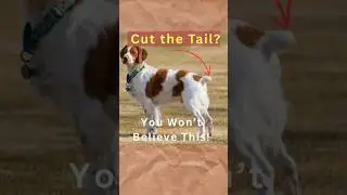 What Happens If You Cut a Dog&rsquo;s Tail? 🐶 | Shocking Truth Revealed! #dogshorts